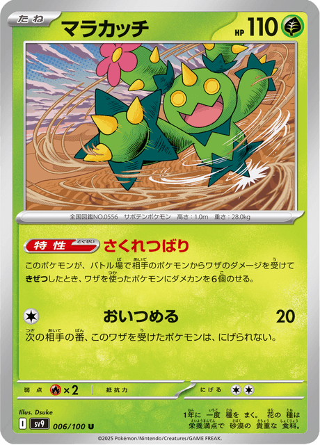 Maractus