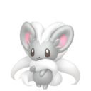 cinccino