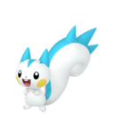 pachirisu