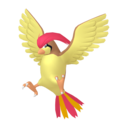 pidgeotto