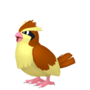 pidgey
