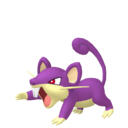 rattata
