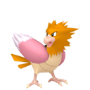 spearow